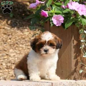 Clint, Teddy Bear Puppy