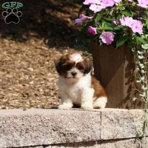 Clint, Teddy Bear Puppy