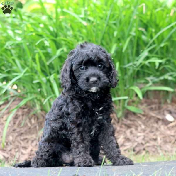 Clover, Cavapoo Puppy