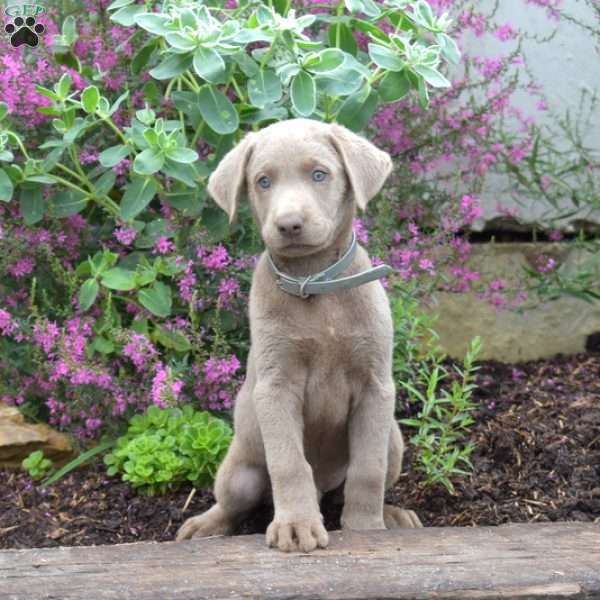 Coal, Silver Labrador Retriever Puppy