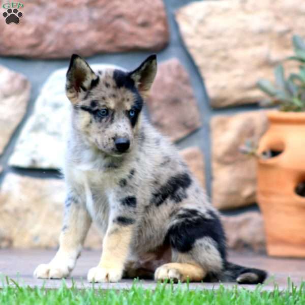 Coco, Pomsky Puppy