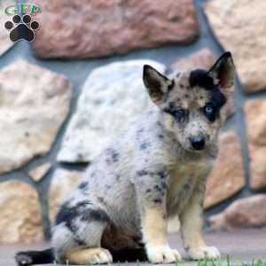 Coco, Pomsky Puppy