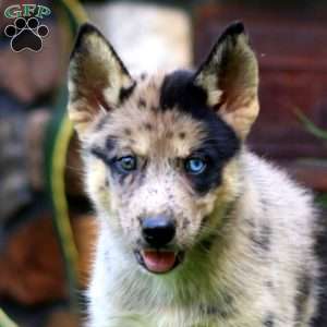 Coco, Pomsky Puppy