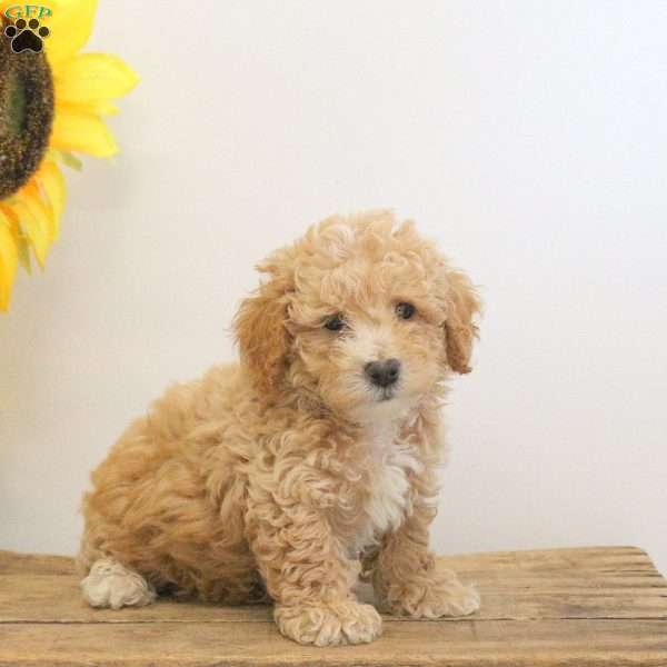 Cody, Bich-Poo Puppy