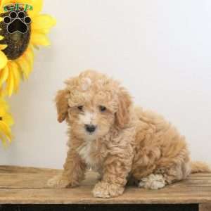 Cody, Bich-Poo Puppy