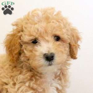 Cody, Bich-Poo Puppy