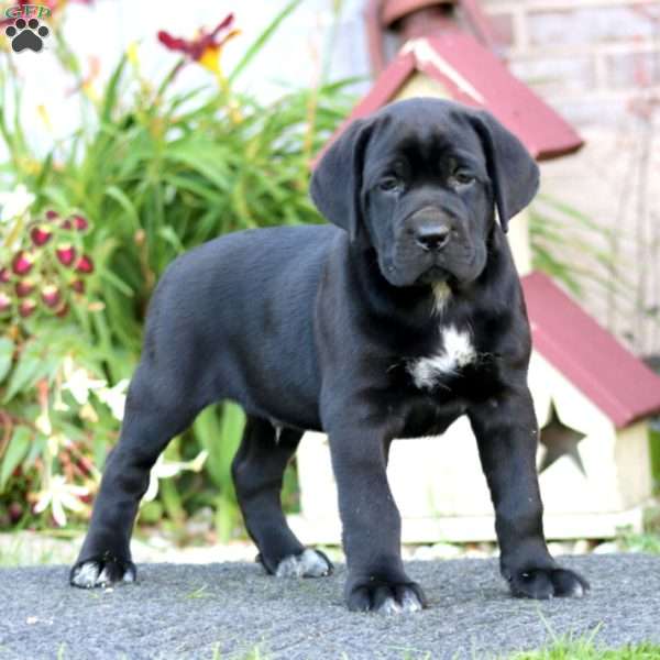 Cody, Cane Corso Puppy