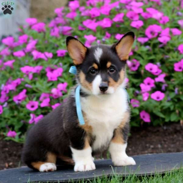 Cody, Pembroke Welsh Corgi Puppy