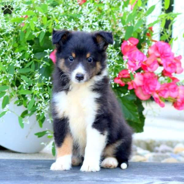Cody, Sheltie Puppy