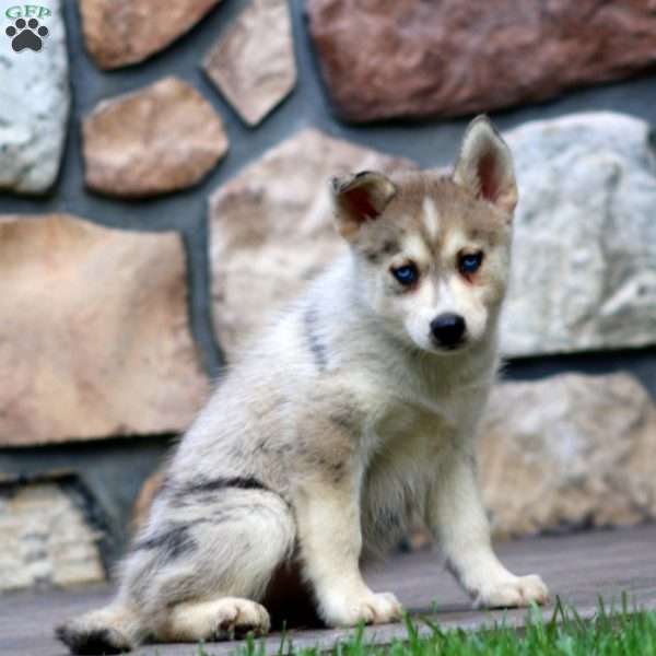 Cody, Pomsky Puppy