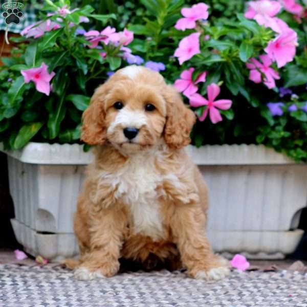 Cody, Cockapoo Puppy