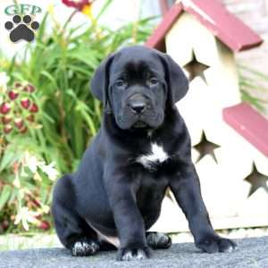 Cody, Cane Corso Puppy