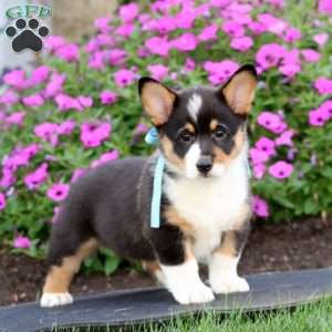 Cody, Pembroke Welsh Corgi Puppy