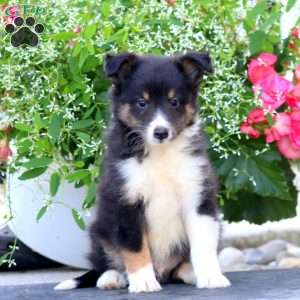 Cody, Sheltie Puppy