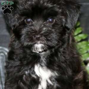 Cody, Maltese Mix Puppy