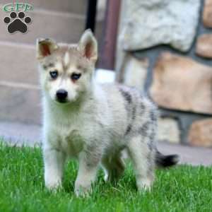 Cody, Pomsky Puppy