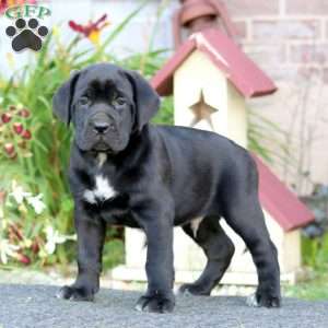 Cody, Cane Corso Puppy