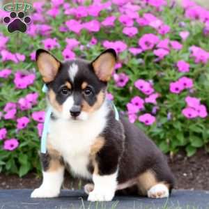 Cody, Pembroke Welsh Corgi Puppy
