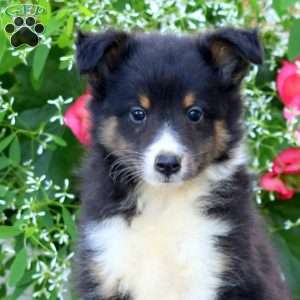 Cody, Sheltie Puppy