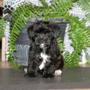 Cody, Maltese Mix Puppy