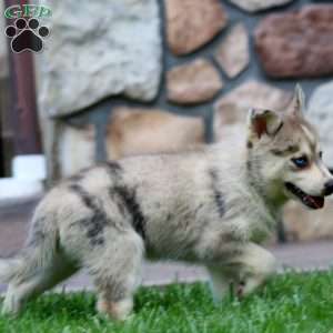 Cody, Pomsky Puppy