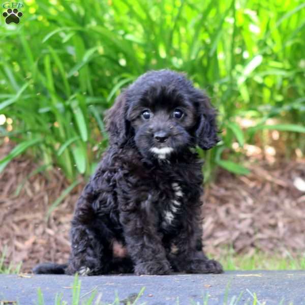 Coffee, Cavapoo Puppy
