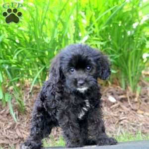 Coffee, Cavapoo Puppy