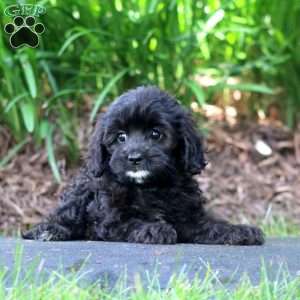 Coffee, Cavapoo Puppy