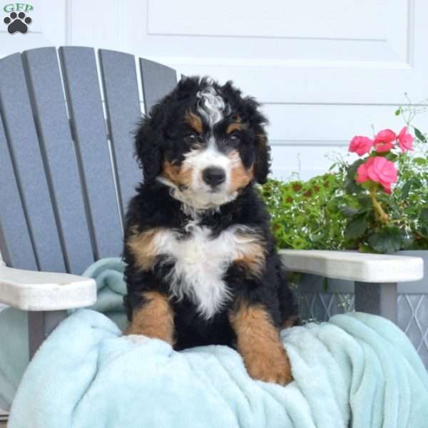 Colby, Mini Bernedoodle Puppy