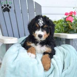 Colby, Mini Bernedoodle Puppy