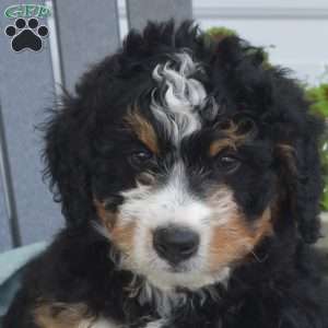 Colby, Mini Bernedoodle Puppy