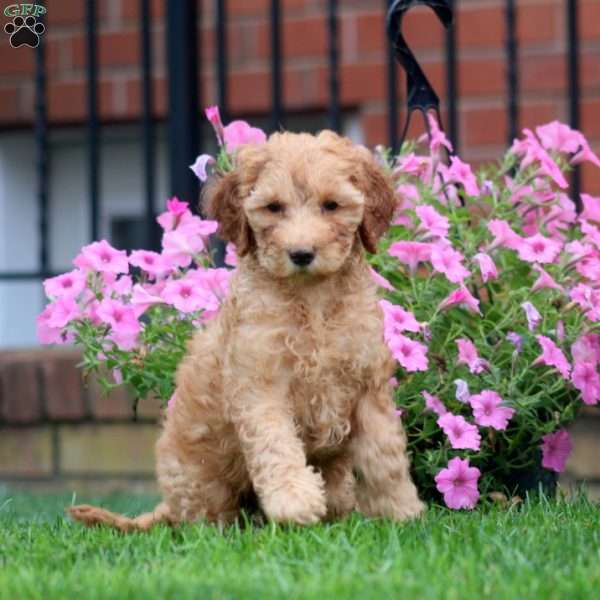 Colby, Mini Goldendoodle Puppy