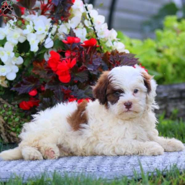 Colby, Shih-Poo Puppy