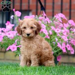 Colby, Mini Goldendoodle Puppy