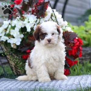 Colby, Shih-Poo Puppy