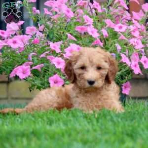 Colby, Mini Goldendoodle Puppy