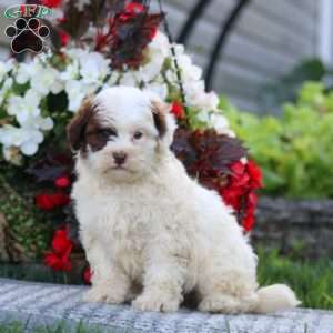 Colby, Shih-Poo Puppy