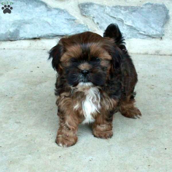 Cole, Teddy Bear Puppy