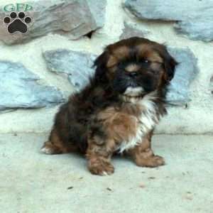 Cole, Teddy Bear Puppy