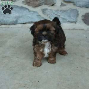 Cole, Teddy Bear Puppy