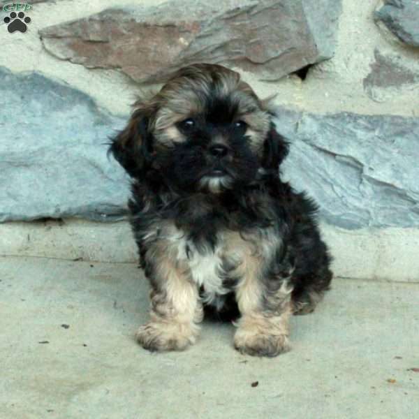 Colton, Teddy Bear Puppy