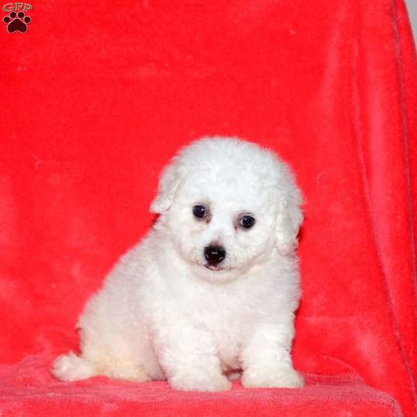 Colton, Bichon Frise Puppy