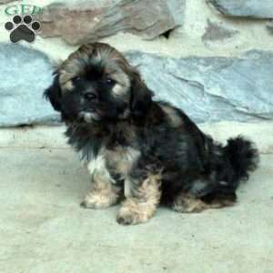 Colton, Teddy Bear Puppy