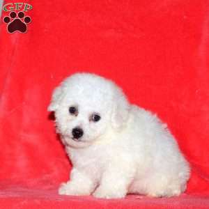 Colton, Bichon Frise Puppy