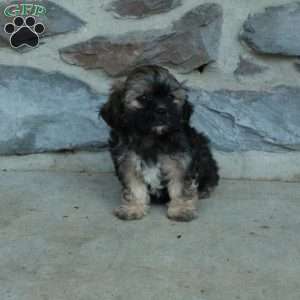 Colton, Teddy Bear Puppy