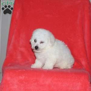 Colton, Bichon Frise Puppy