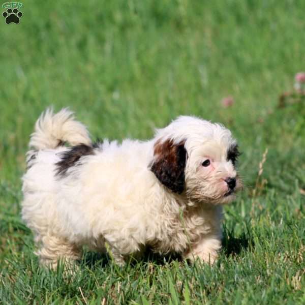 Colton, Shih-Poo Puppy