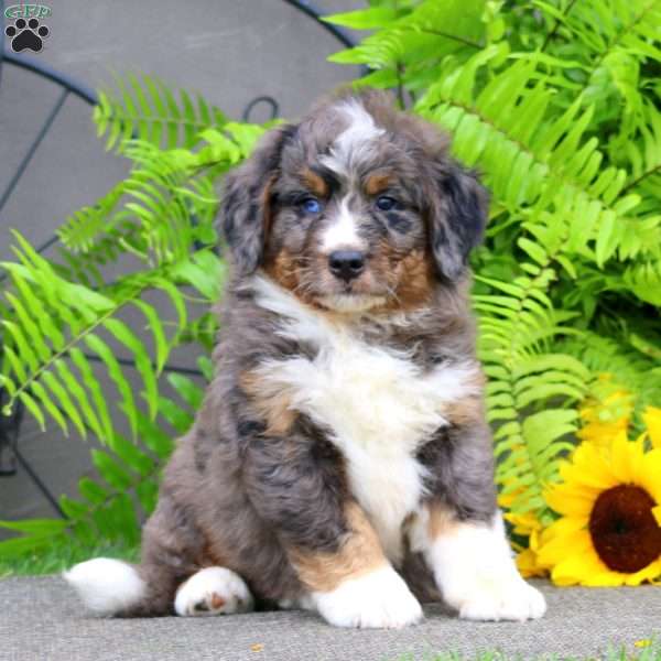 Colton, Bernedoodle Puppy