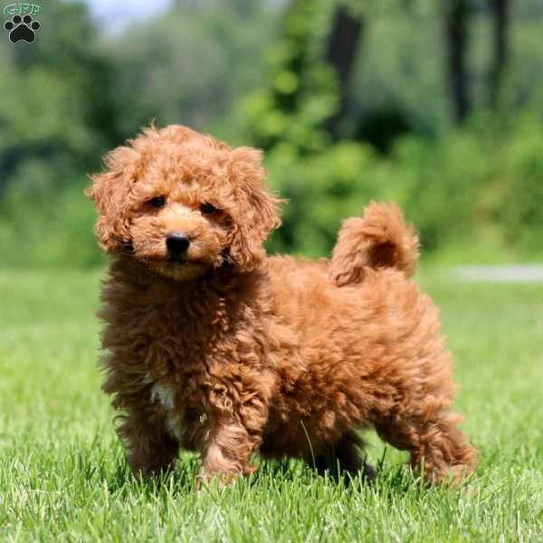Colton, Mini Goldendoodle Puppy