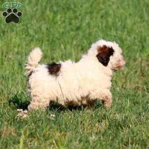 Colton, Shih-Poo Puppy